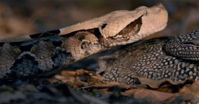 Rắn lục Gaboon cực kỳ linh hoạt và rất giỏi trong việc phục kích con mồi.