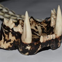Răng hổ in 3D và công nghệ chứa hy vọng cứu mạng động vật hoang dã