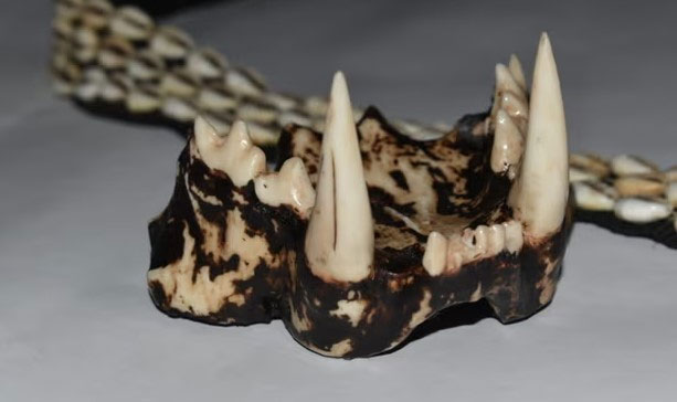  Một sản phẩm răng báo được sản xuất bằng công nghệ in 3D. 