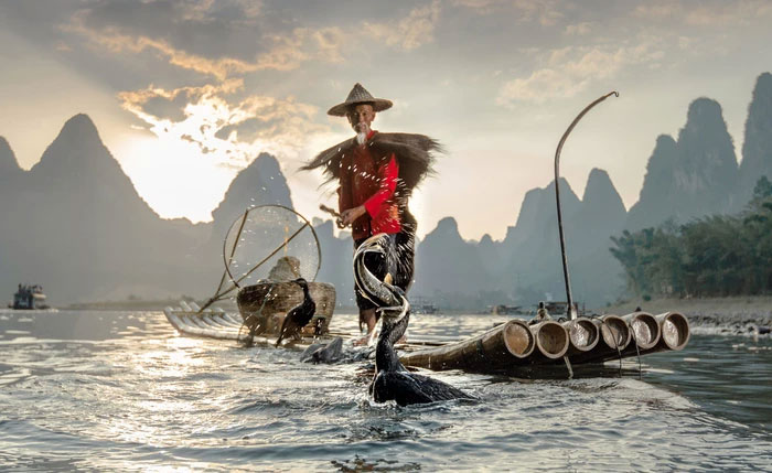 Tại sao nhiều nơi lại cấm đánh bắt cá bằng chim cốc?