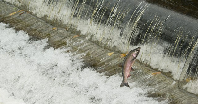 Sông Klamath từng là "quê nhà" của loài cá hồi lớn thứ ba ở Mỹ.
