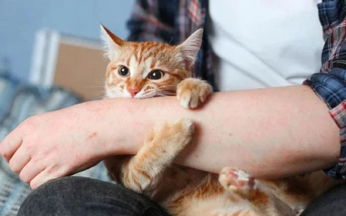 Những căn bệnh nguy hiểm bạn có thể lây từ thú cưng