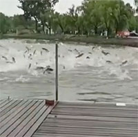 Hàng trăm con cá nhảy lên khỏi mặt hồ ở Trung Quốc, chuyện gì xảy ra? 