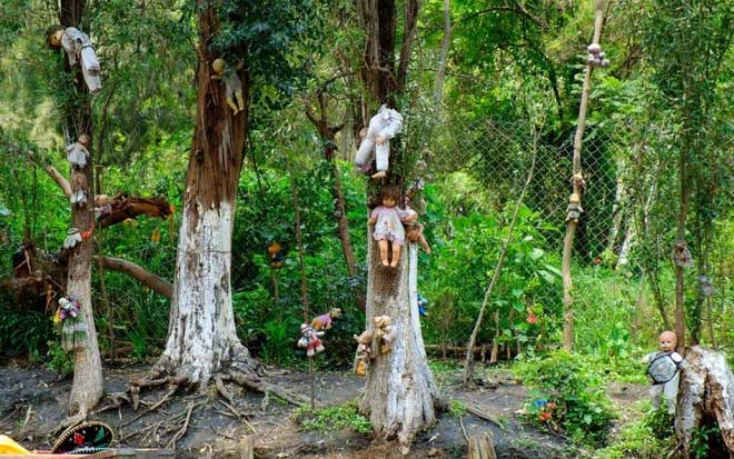 “Cánh rừng tự sát” của Nhật Bản hiện tại thế nào sau nhiều năm gây ám ảnh?