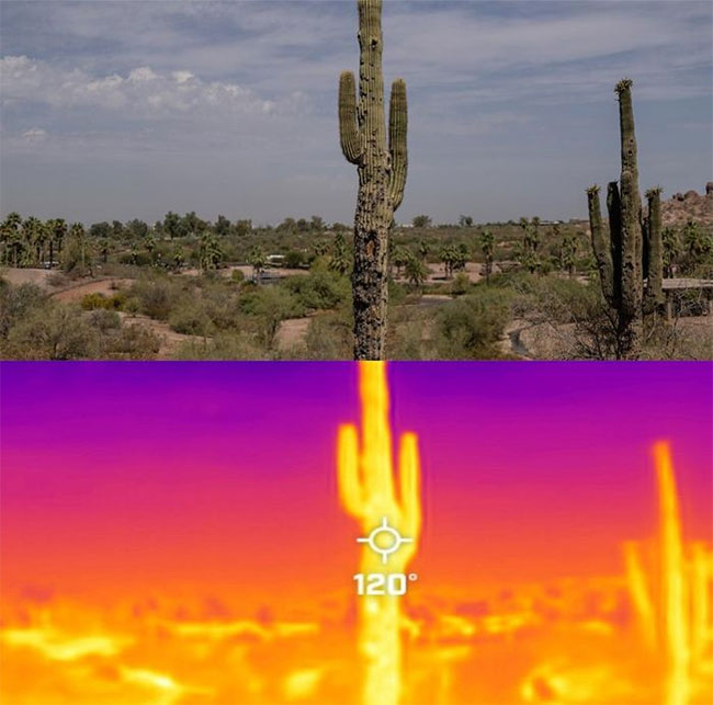 Gần 10 giờ sáng tại Vườn Bách thảo Sa mạc, nhiệt kế đã ở mức 44°C (tương đương 120 độ F)