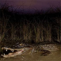 Florida loại bỏ thành công cá sấu xâm hại
