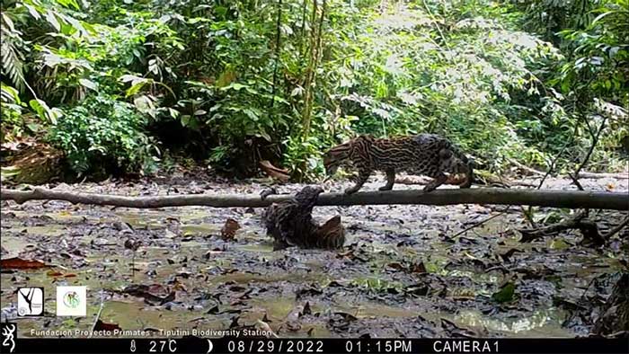 Con lười chậm chạp thoát vuốt mèo gấm Ocelot