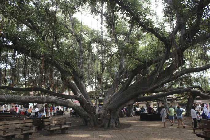 Bão lửa ở Hawaii và số phận của cây đa bồ đề 150 tuổi