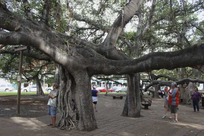 Bão lửa ở Hawaii và số phận của cây đa bồ đề 150 tuổi