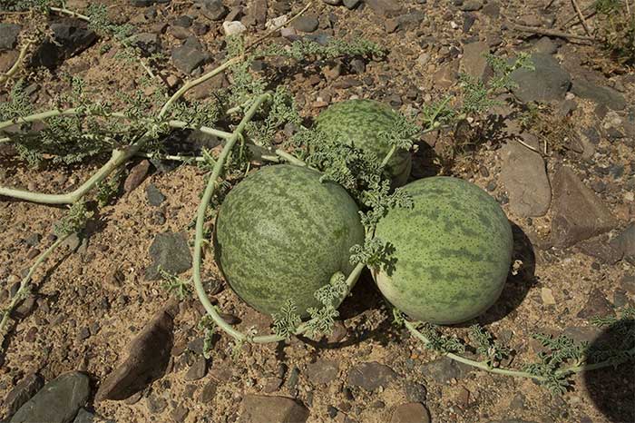 Kalahari (Citrullus lanatus) là một trong những loại "dưa hấu" sa mạc ít được biết đến.