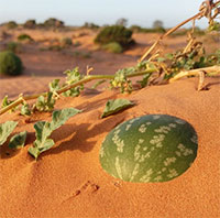 Vì sao không phải ai cũng có thể ăn dưa hấu mọc giữa sa mạc?