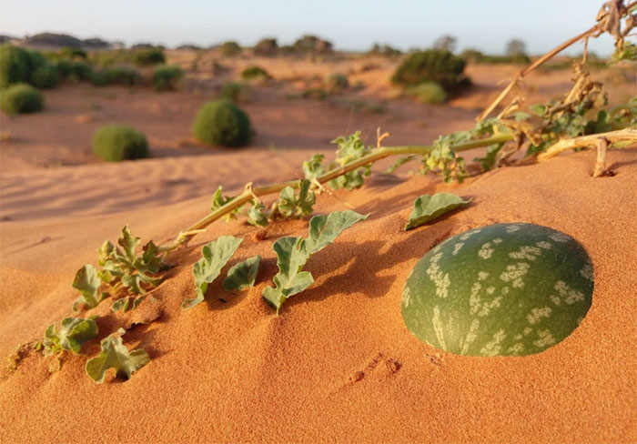 Không phải loại "dưa hấu" sa mạc nào cũng có thể ăn được.