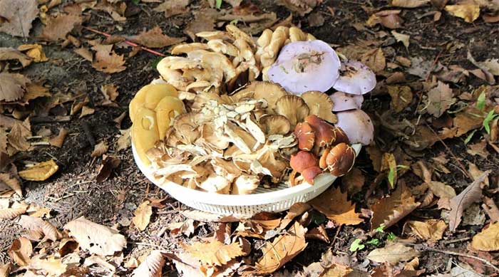 Văn hóa tìm kiếm thực phẩm hoang dã độc đáo của xứ Mặt trời mọc
