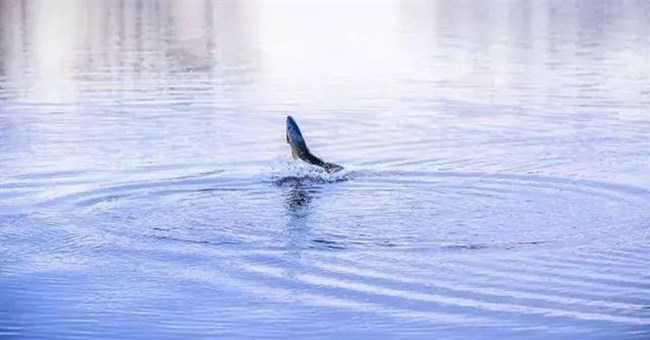 Khi cá bất ngờ nhảy lên khỏi mặt nước, vì sao không nên vung cần câu?