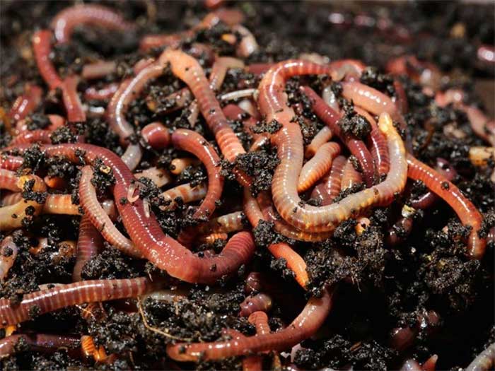 Thiên tài Darwin ngạc nhiên về trí thông minh của loài giun đất