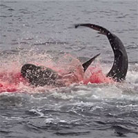 Pha săn mồi nhanh, gọn, dứt khoát của cá mập Galapagos "nhuộm đỏ" cả một góc đại dương
