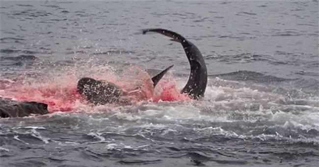 Pha săn mồi nhanh, gọn, dứt khoát của cá mập Galapagos "nhuộm đỏ" cả một góc đại dương