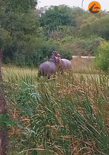Hai con hà mã lao vào nhau quyết chiến.