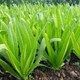 Loại rau giàu canxi hơn cả sữa, ăn sống hay chín đều tốt cả
