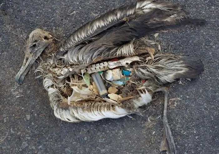 Xác một con chim chứa đầy đồ nhựa trong cơ thể.