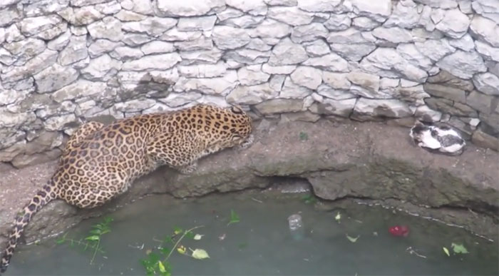 Mèo nhà đối đầu báo hoa mai