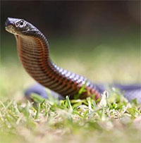 Mùa rắn độc tới sớm khi Australia trải qua nhiệt độ cao bất thường