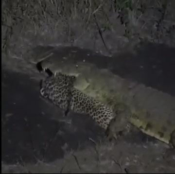 Con cá sấu sông Nile to lớn đang ngậm trong miệng xác của báo hoa mai.