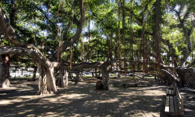 Nỗ lực cứu cây đa 150 tuổi sau bão lửa Hawaii