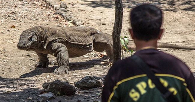 Điều gì xảy ra nếu một người bị rồng Komodo cắn?