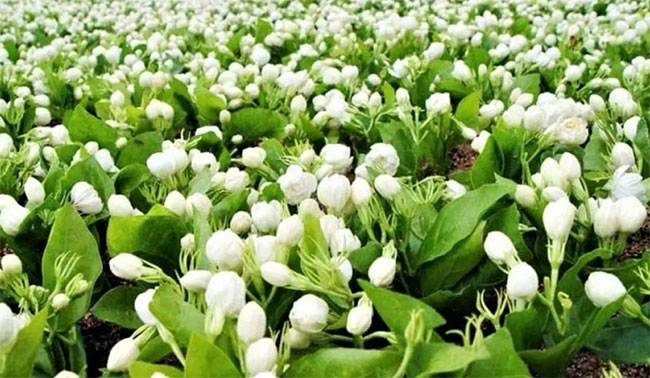 Loài hoa phổ biến ở Việt Nam, sang nước ngoài là 