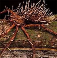 Nấm "thây ma" bùng phát trên cơ thể nhện khổng lồ