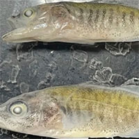 Mỹ tìm cách diệt cá vược xâm hại trên sông Colorado