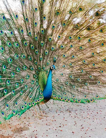 Đau đầu vì tiếng kêu của loài vật đẹp như phượng hoàng, người dân Mỹ nhất quyết đòi triệt sản