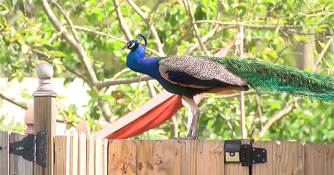 Đau đầu vì tiếng kêu của loài vật đẹp như phượng hoàng, người dân Mỹ nhất quyết đòi triệt sản 