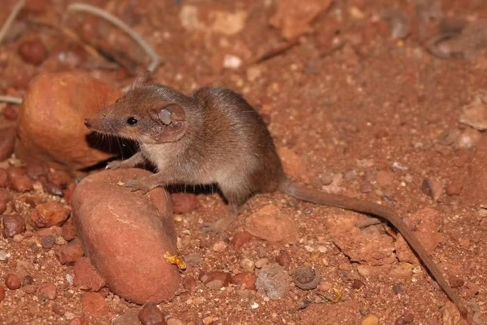 Phát hiện hai loài thú có túi với kích thước nhỏ nhất Australia