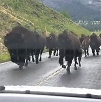 Video: Đàn bò rừng khổng lồ gây tắc nghẽn giao thông
