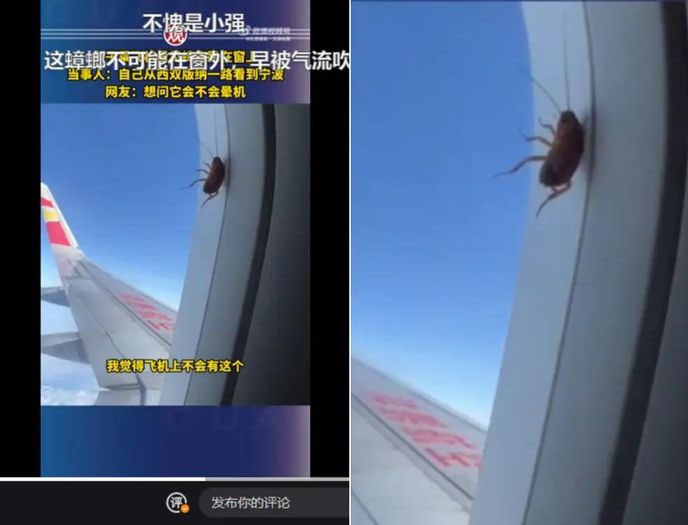 Con gián ngọ nguậy lên xuống trong khi máy bay bay trên những đám mây.