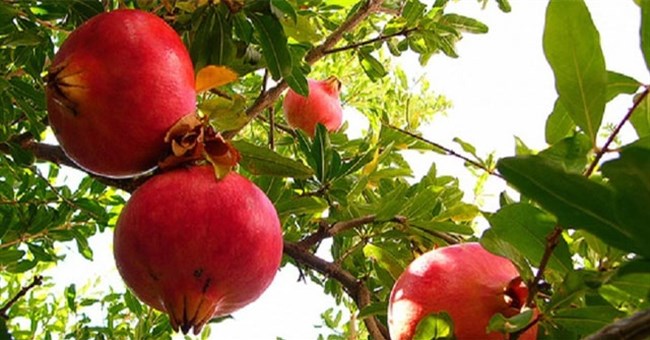 Giữa lăng mộ Tần Thủy Hoàng chỉ có duy nhất một loài cây tươi xanh, sai trĩu quả nhưng không ai dám ăn