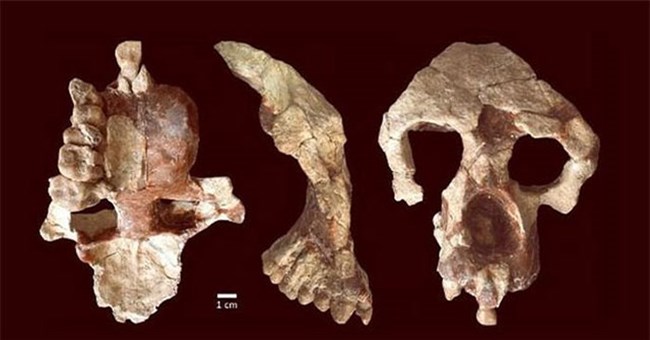 Phát hiện hài cốt 8,7 triệu tuổi làm đảo lộn lịch sử loài người