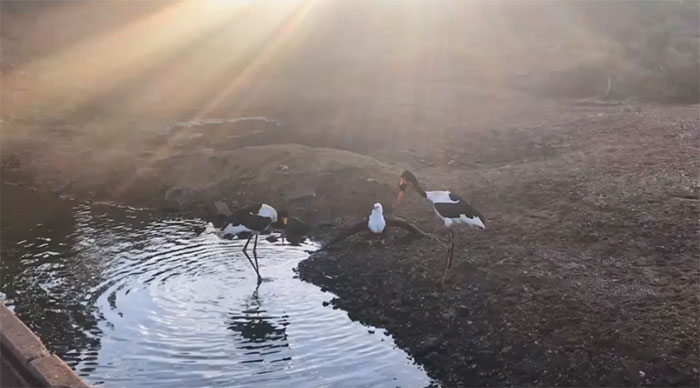 Với động tác nhanh nhẹn, con đại bàng dùng móng vuốt chộp lấy cá và bay đi.