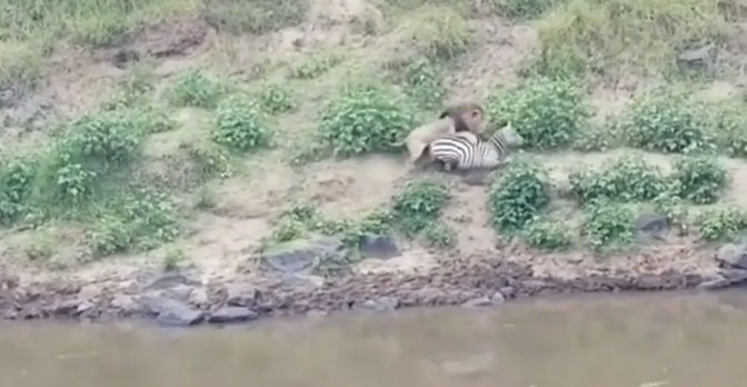 Khi thấy con mồi bị thương nặng, con sư tử đã lao tới tấn công. 