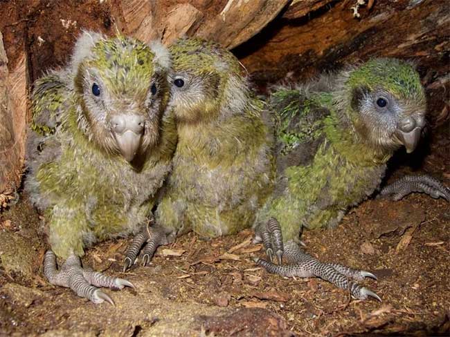 Giải trình tự gene giúp bảo tồn loài vẹt Kakapo đang có nguy cơ tuyệt chủng