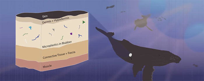 Cá voi xanh có thể tiêu thụ khoảng 10 triệu mảnh vi nhựa (hơn 43kg) mỗi ngày