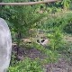 Video: Hai con rắn hổ mang khổng lồ quấn quanh nhau với vũ điệu mê hoặc