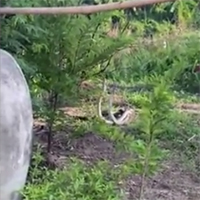 Video: Hai con rắn hổ mang khổng lồ quấn quanh nhau với vũ điệu mê hoặc