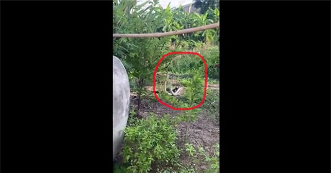 Video: Hai con rắn hổ mang khổng lồ quấn quanh nhau với vũ điệu mê hoặc