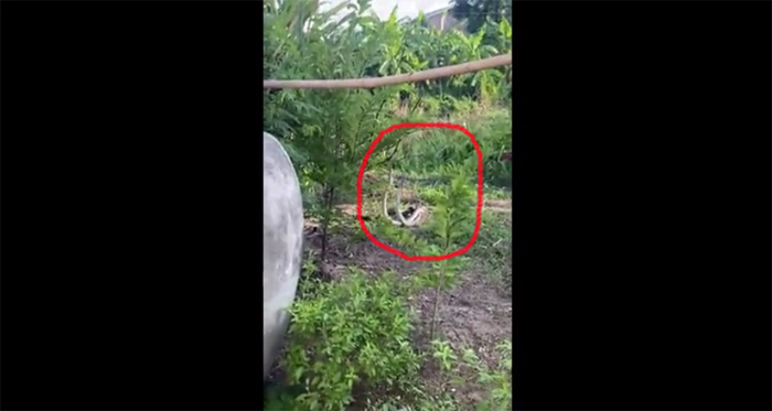 Hai con rắn hổ mang quấn lấy nhau.