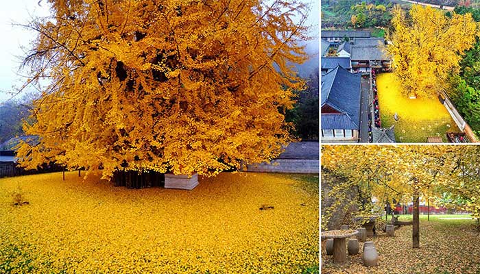 Vì sao loài cây được coi là hóa thạch sống này đang bị đột biến và đứng trước bờ vực tuyệt chủng?