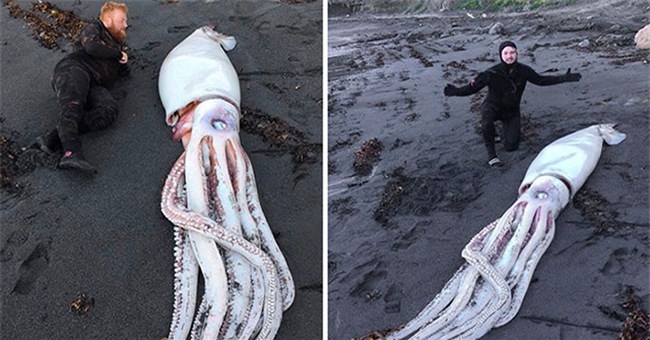 Tại sao người ta không ăn mực khổng lồ?