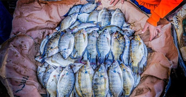 Loài cá đầy ở châu Á đóng băng 2 năm vẫn sống, đi bộ trên cạn khiến nước Mỹ "bật" báo động